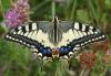 Papilio machaon